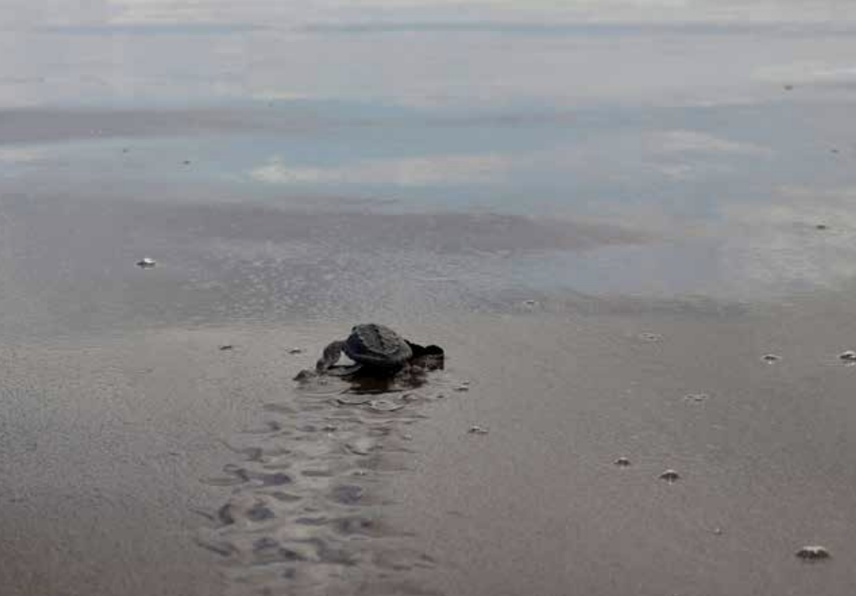 Baby turtle on black sand beach