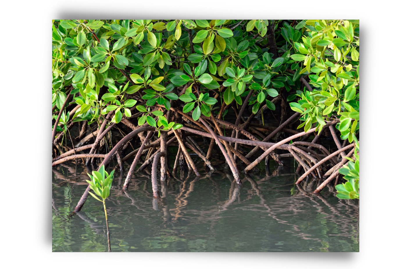Mangrove in Guyana