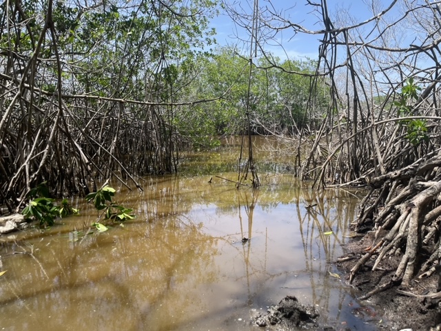 Ma Kôtè Mangrove Marine Reserve