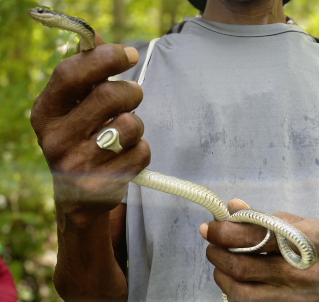 Saint Lucia Racer Snake