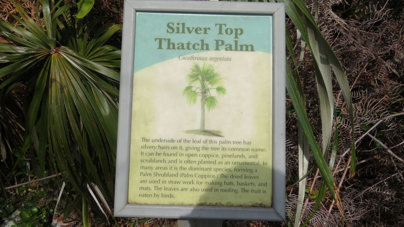 Silver Top Thatch Palm