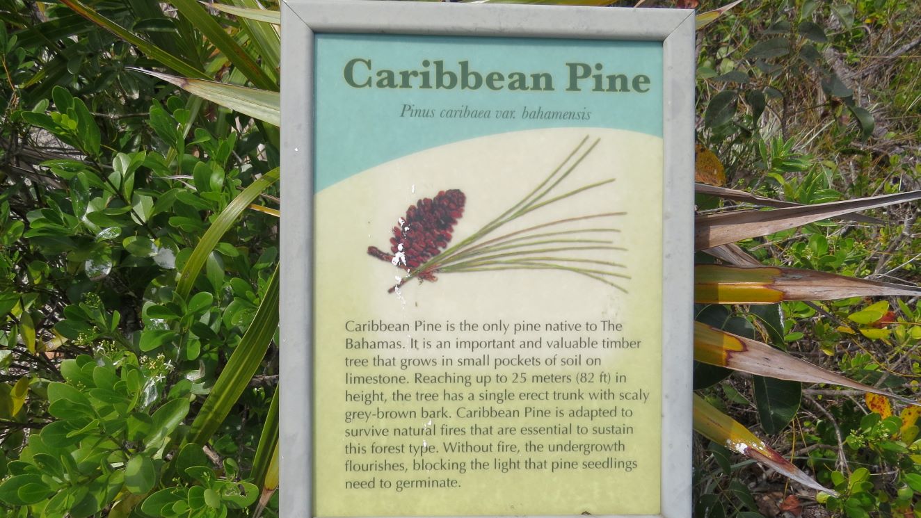 Caribbean Pine