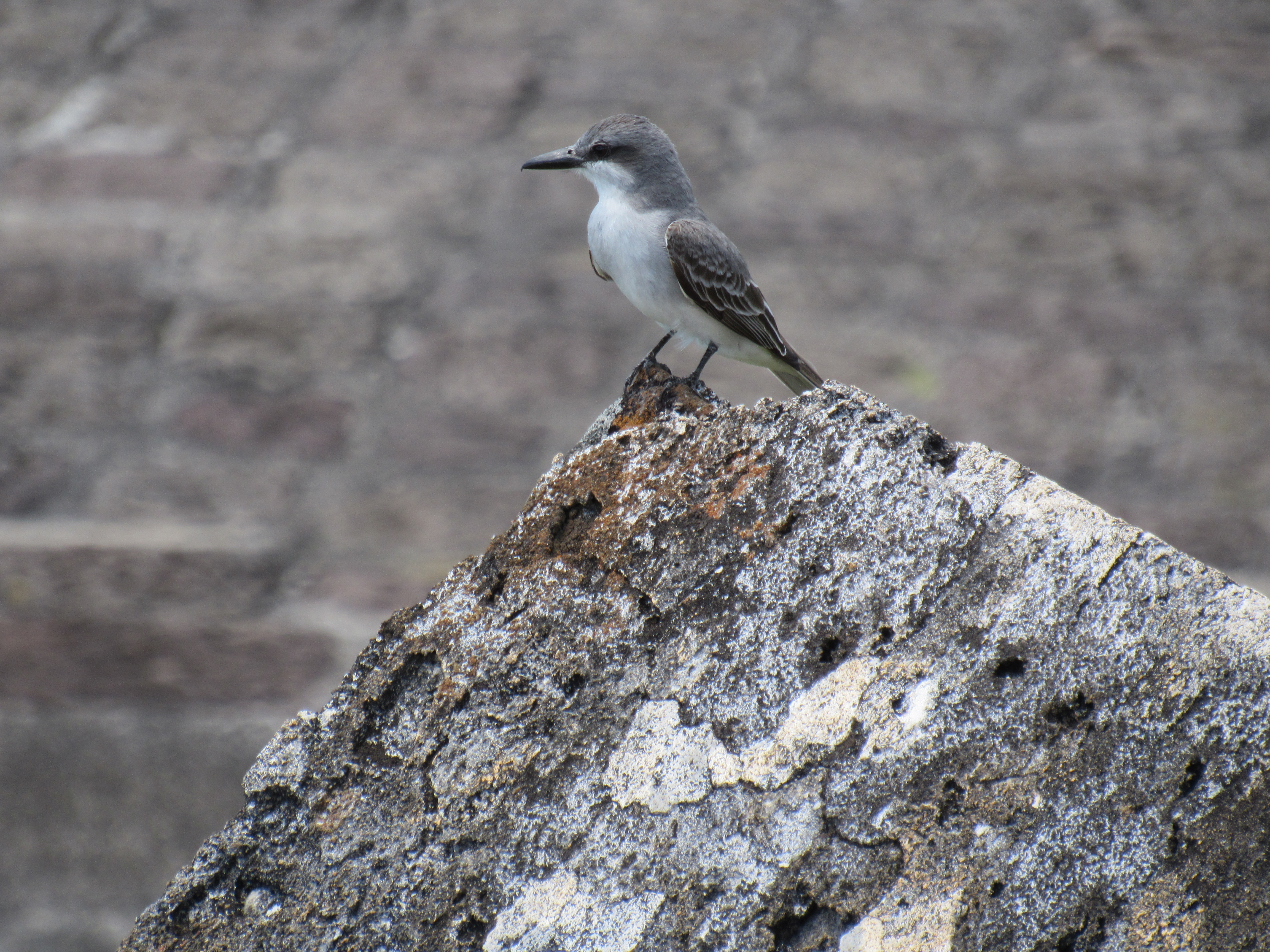 Small bird at Brimstone Hill Fortress National Park